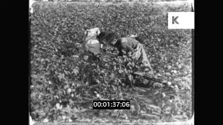 1940s USA Cotton Field Farmers Picking Cotton Textile industry 16mm [upl. by Shaina]