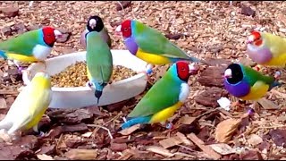 Stunning Lady Gouldian Finches feeding [upl. by Seldun]