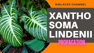 XANTHOSOMA LINDENII  PROPAGATION [upl. by Maxy]