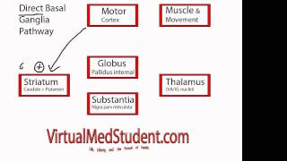 Basal Ganglia Direct Pathway [upl. by Hgielram218]