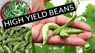 High Yield Beans  Growing Lablab Purpureus Beans  Recipe [upl. by Arekat]