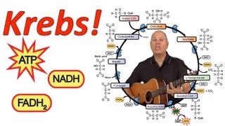 Krebs Mr Ws Krebs Cycle Song [upl. by Lenahc]