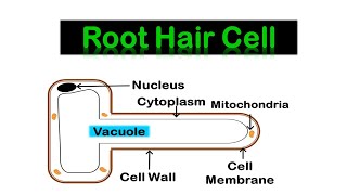 ROOT HAIR CELL amp Transport in plants [upl. by Anuahsar]