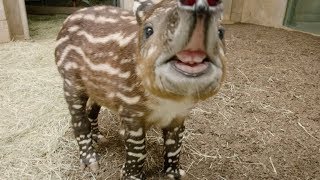 Endangered Baby Tapir Tests His Tiny Trunk [upl. by Ilse]