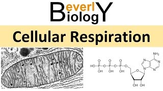 Cellular Respiration [upl. by Artur]