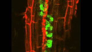 Arbuscular Mycorrhizal Symbiosis intraradical lipid flow Live Imaging [upl. by Ynnob546]