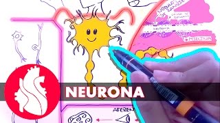 Sistema Nervioso  La neurona [upl. by Yuille]