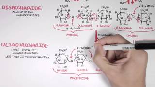 Biochemistry of Carbohydrates [upl. by Autrey]