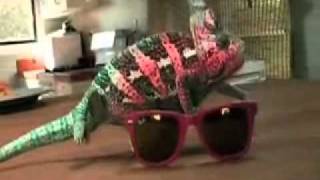 Chameleon Camouflages to Sunglasses [upl. by Oxley]