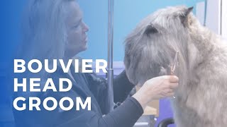 Grooming a Bouvier des Flandres [upl. by Lehcir]