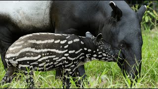 An Ancient Tapir [upl. by Alisun531]