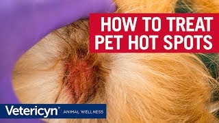 How to Treat Hot Spots With Vetericyn Plus  Veterinarian Dr Mindy [upl. by Rickey]