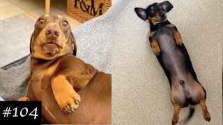 Dachshund Compilation  Funny And Cute Videos [upl. by Touber448]