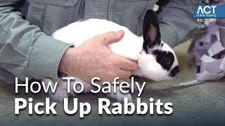 How to Pick Up Rabbits [upl. by Silliw]