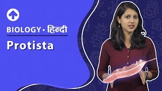 Protista  Hindi  Diversity In Living Organisms  Biology  Class 9 [upl. by Fran]