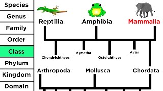 Phylogeny and the Tree of Life [upl. by Agripina]