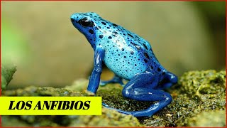 Los anfibios y sus característica  Animales Anfibios [upl. by Eisen]