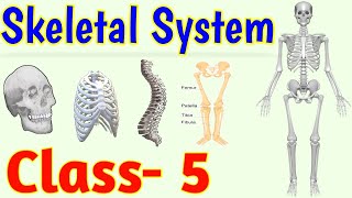 The Skeletal System  Human Skeleton  Class 5  Science [upl. by Winikka]