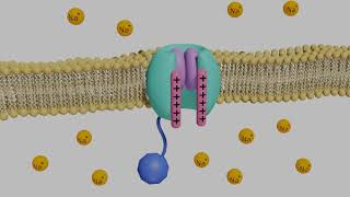 VoltageGated Sodium Channels in Neurons [upl. by Hakan807]