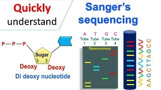 Sanger sequencing [upl. by Granniah]