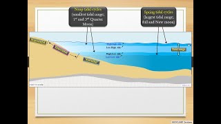 Subtidal Intertidal and Supratidal zones [upl. by Nugent]