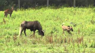 Black Wildebeest Calf Newquay Zoo 3rd August 2013 [upl. by Kimura]