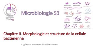 Chapitre II Morphologie et structure de la cellule bactérienne 1 [upl. by Milda748]