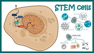 Stem cells  properties metabolism and clinical usage [upl. by Shayla]