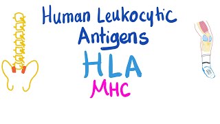 Human Leukocytic Antigen HLA  Major Histocompatibility Complex MHC  Immune System [upl. by Nomahs]