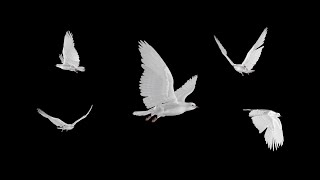 White Doves  Flying Flock  Five Birds  Transparent Transition [upl. by Vigor]