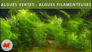 Algues vertes  Algues filamenteuses [upl. by Merideth664]