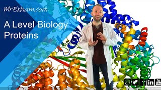 Proteins  A Level Biology [upl. by Razaele618]