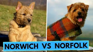 Norfolk Terrier vs Norwich Terrier  Differences [upl. by Hanej]