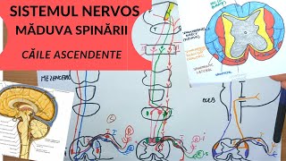 ADMITERE MEDICINA SISTEMUL NERVOS 5 MADUVA SPINARII  CAILE ASCENDENTE [upl. by Leid807]