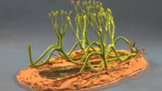 Arbuscular Mycorrhizal Fungi [upl. by Steffin]