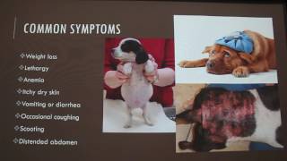 Common Parasites in Dogs [upl. by Rafaello]