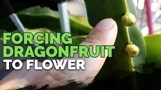 How to Grow Dragonfruit Part 3 Inducing Flowering [upl. by Yanttirb]