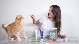 Top 6 Best Cat Dental Products We Tried Them All [upl. by Ahserkal]