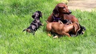 Mini Dachshund Puppies for Sale [upl. by Wandis]