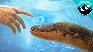 Shocked by an Electric Eel [upl. by Kassel]