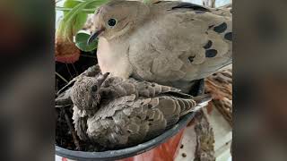 Mourning Doves  from eggs to flying away [upl. by Rollecnahc]