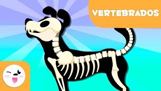 Animales vertebrados para niños  Introducción [upl. by Annaeed]