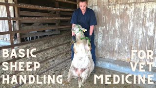 Basic Sheep Handling for the Veterinary Technician [upl. by Roselani]