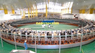 Huge 100 unit rotary milking parlour  Baladna Farm Qatar [upl. by Sidoma]