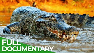 Wildlife  Episode 2 Crocodiles Alligators Caimans amp Gharials  Free Documentary Nature [upl. by Brody]