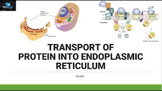 Transport of Protein In Endoplasmic Reticulum [upl. by Glenna]