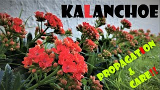 Kalanchoe Propagation amp Care tips [upl. by Oicirtap810]