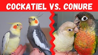 Cockatiel vs Conure Which Bird Should You Choose  BirdNerdSophie [upl. by Yttig492]