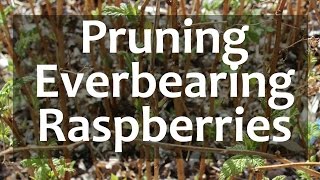 Pruning Everbearing Raspberries [upl. by Meesaw]