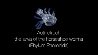 Actinotroch – the larva of the horseshoe worms Phylum Phoronida [upl. by Hainahpez471]